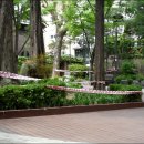 은행나무공원 이미지