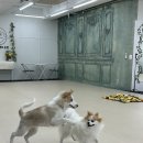 스튜디오독스 | [애견카페] 강아지가 신나게 뛰어놀 수 있는 독스아일랜드논현점 방문 후기 🐕