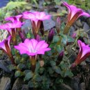 용담초교 이미지