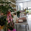 로틸리아 이미지