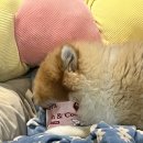 SK에너지(주)돌고래주유소 | 월간 쿠칭 vol.8