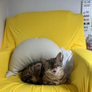 네일모레 이미지