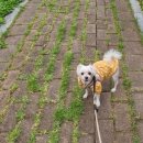 개털깍는 사랑이네 이미지