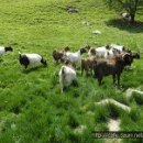 보어염소천국 이미지