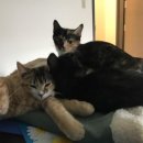 행복한고양이동물병원 이미지