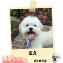 포숑(Pochon)