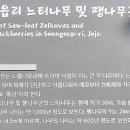 성읍리 느티나무 및 팽나무군 이미지