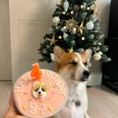 댕케이크 이미지