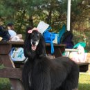 아이엠독 이미지