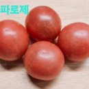톰토 Daum카페