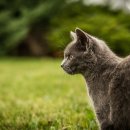 가나동물병원 이미지