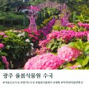 천지현황(주) | 경기도 광주 율봄식물원 수국 실시간개화현황 주차