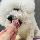 축복애견호텔미용 이미지
