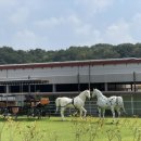 피터팬승마캠프 이미지