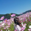 북촌코스모스+진주 유등축제 이미지