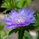 스토케시아(Stokesia laevis) 이미지