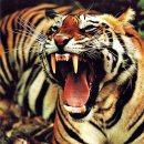 고기이야기 이미지