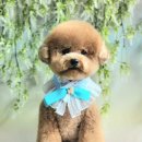 크라운독 이미지