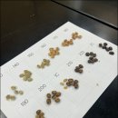 기초로스팅과 향미분석과정 이미지