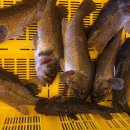 스카이좌대낚시터 이미지