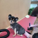 즐거운 애견미용 이미지