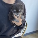 로얄독 강아지분양 화성동탄점 이미지