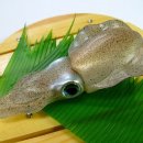 싱싱오징어 이미지