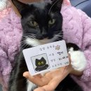 몽그루밍 | 다이소 고양이 펫티슈 포포몽 스킨케어 그루밍 티슈 사용 후기