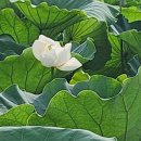 카사비앙카 이미지