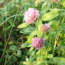 수원-0793 이미지