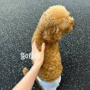 도그코 | [경기/광주] 경안동 애견카페 도그코 내돈내산 후기_실내, 강아지운동장