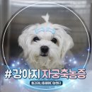 (주) 상록메디칼 | 6살 강아지 자궁축농증 증상 임신처럼 배가 불러와서 수술했어요!