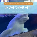 젤리피쉬 | 여수 아이랑 여행 '아쿠아플라넷 여수' 할인 인어 공연 시간