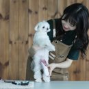라라도그 이미지