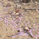 원주굽이길 17코스 동화마을진달래길 | 초록초록 푸르른 동화마을수목원 진달래길 트레킹(동화마을수목원 1주차장 ~ 진달래길 ~ 약초원...