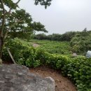 꽃순이농장 이미지