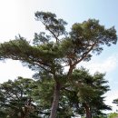금천2리 네이버블로그
