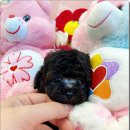 마마스미독 강아지분양 대전점 이미지