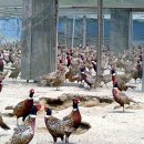 꿩샤브샤브 이미지