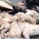 전남 보성군 유기동물보호소에서 살아있는강아지 90마리 ‘생매장’ 시켰어요. 청원 한번만 부탁드립니다 이미지