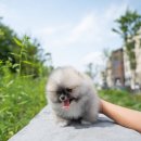 아르르펫 이미지