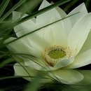 금강산칼국수 이미지