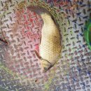 천평낚시터 이미지