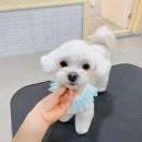 멍투유 이미지