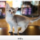 수원고양이분양 나비캣 네이버블로그