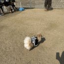 Hi-mung | [부산애견카페/부산근교애견카페/김해애견카페] 하이멍 방문일기 (hi-mung)