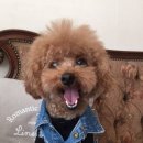 코니베니 이미지