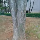 나무 글쓰기 - 중국단풍 수피 이미지