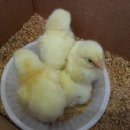 삐약이PC 이미지