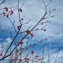 흰사슴한의원 | 11월 8일 산청여행, 동의보감촌 에서 무릉교, 반달가슴곰 사슴목장 구경하기!